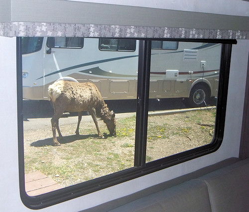 Grand Canyon Trailer Village Elk durch Fenster
